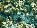   Anemone fish hanging around his home. home  